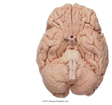 Ventral Brain Anatomy Diagram Quizlet