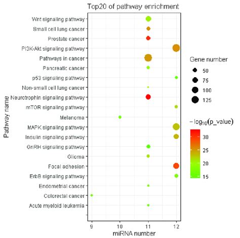 Kegg Pathway Enrich Pathway Enrichment Of The Target Genes Of De Mirna Download Scientific