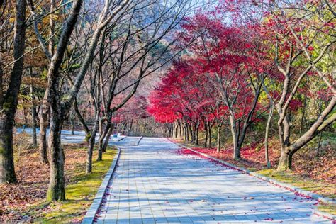 Hiking Path in Wilderness Mountain Park Stock Image - Image of golden ...