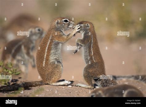 Ground Squirrel Xerus Inauris Kgalagadi Transfrontier Park South