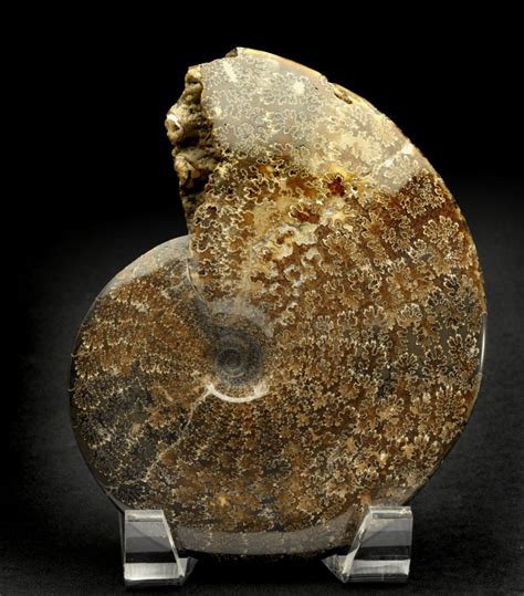 Placenticeras Pierre Shale Ammonite