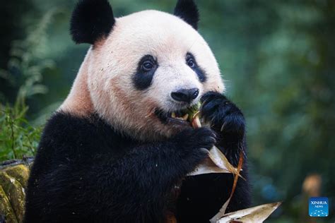 Giant Panda Xiang Xiang Meets Public In Ya An SW China S Sichuan