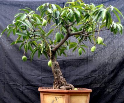 Menanam Pohon Bonsai Untuk Pemula