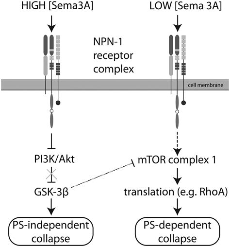 Differing Semaphorin 3a Concentrations Trigger Distinct Signaling