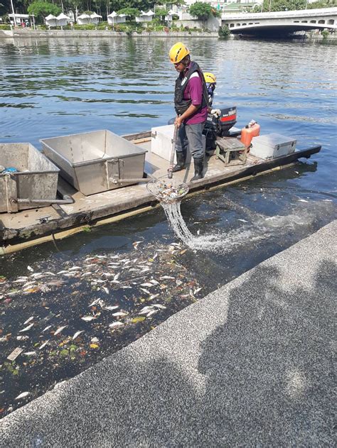 愛河魚群暴斃 非汙染致死 中華日報中華新聞雲