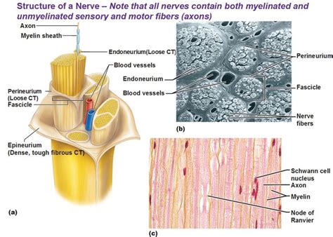 structure of a nerve perineurium endoneurium epineurium perineurium fascicle | Nervous system ...