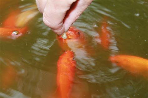 Goldfish,pond,fish,lake,water - free image from needpix.com