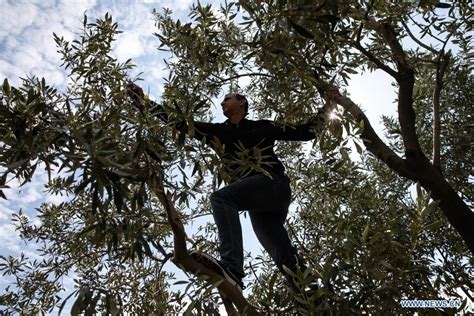 Producers Of Greece S Kalamata Olives Seek To Conquer China As Next Big