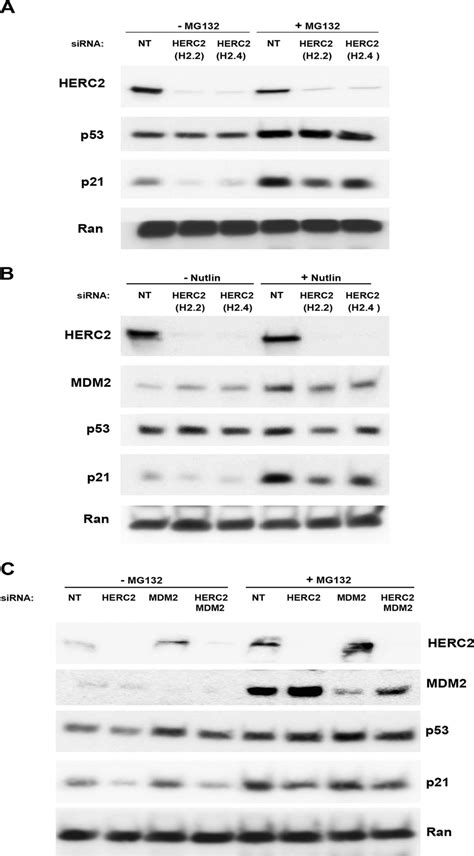 Herc Regulates P Activity In A Proteasome And Mdm Independent