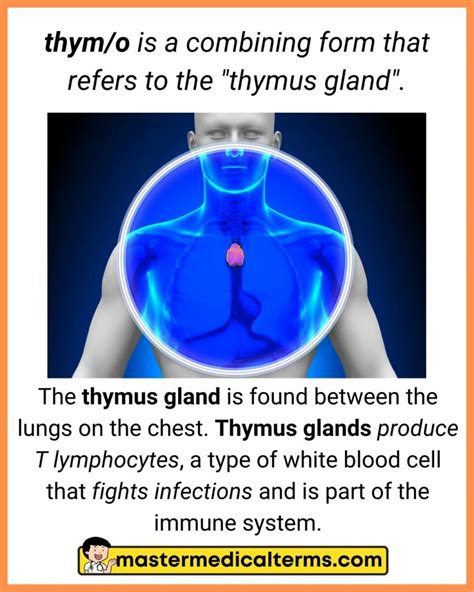 Thymus Gland