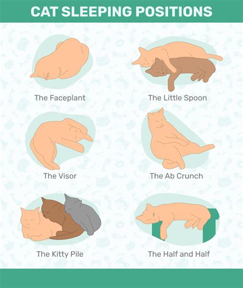 13 Cat Sleeping Positions Explained (With Pictures) - Catster