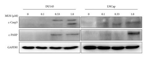 Mln4924 Induced G2 Phase Cell Cycle Arrest And Apoptosis In Prostate