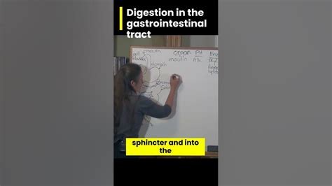 Digestion In The Gastrointestinal Tract Barbara 0 Neill Youtube