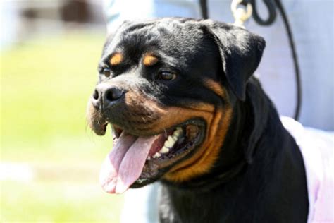 D Couvrez Tout Sur Le Rottweiler Caract Re Sant Alimentation Prix