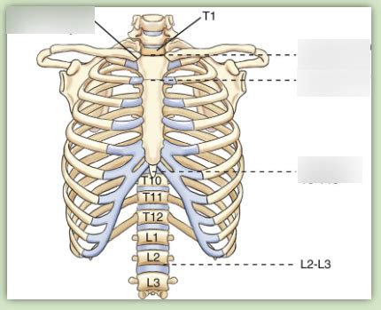 28 Chest Palpable Landmarks Diagram Quizlet