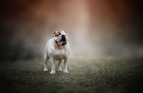 Arthur The English Bulldog Heather Sansone Photography Fine Art Pet