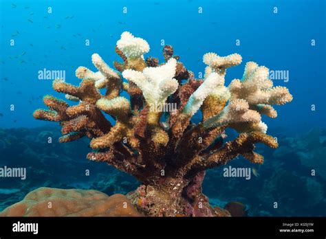 Bleached Staghorn Coral Acropora Christmas Island Australia Stock