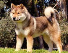 Shikoku Dog (Shikoku Ken) Info, Temperament, Puppies, Pictures