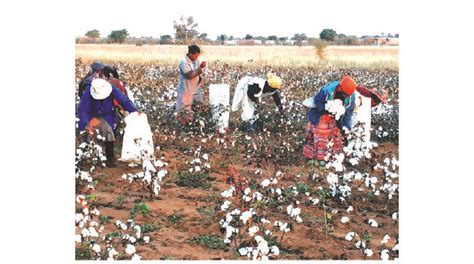 Cotton Farmers Seek More Govt Help Zimbabwe Situation