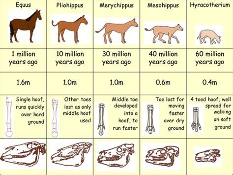 Biology - Evolution Diagram | Quizlet