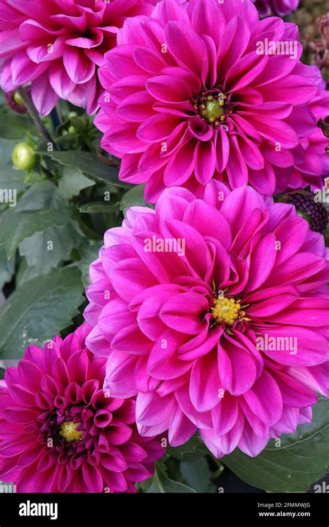 Purple magenta flowers hi-res stock photography and images - Alamy