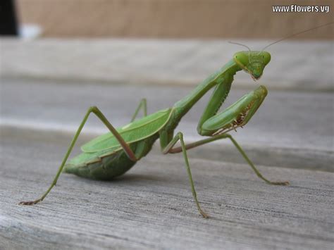 Praying Mantis wallpaper | 1024x768 | #74953