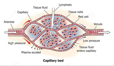 CAPILLARIES | Mind Map