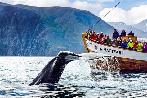 Husavik Whale Watching Tour Aboard A Traditional Oak Ship Akureyri