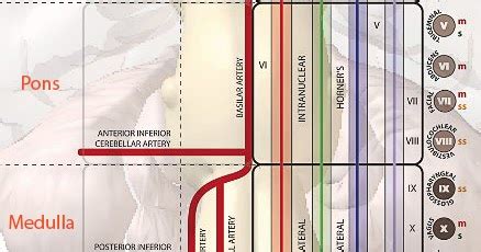 Localisation of Brainstem lesions : Rule of Four