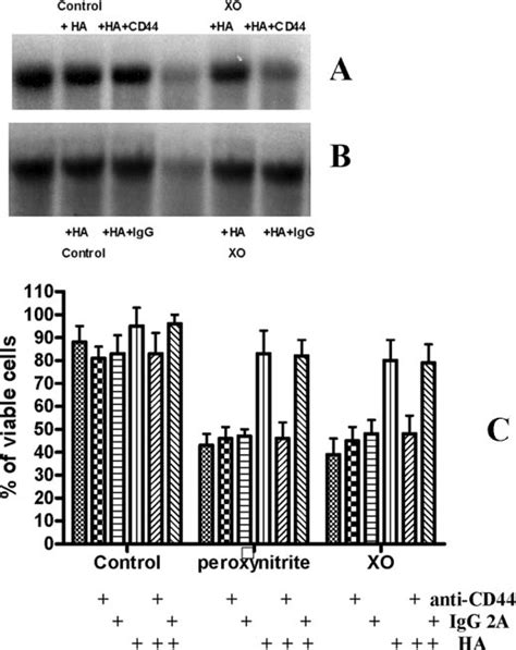 Anti Cd H Antibody Abolishes The Protective Effects Of Ha On Oa