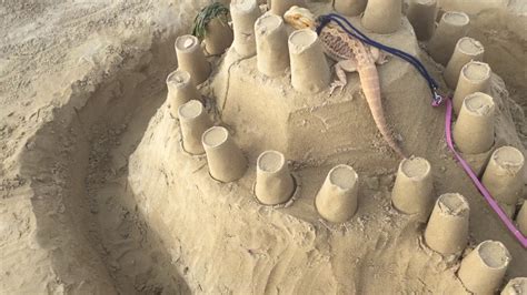 Bartl The Bearded Dragon In His Sand Castle Youtube