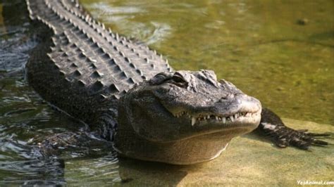 Alligators In Florida: Everything You Need To Know