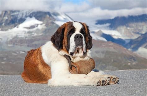 Tout Savoir Sur Le Saint Bernard