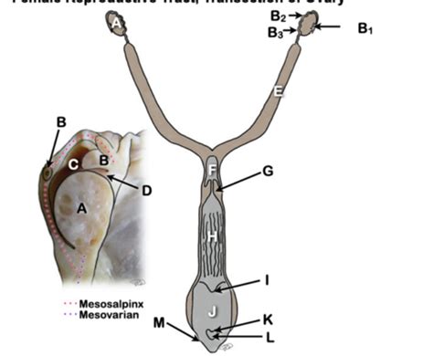 Lab 21 Female Urogenital Structures Flashcards Quizlet