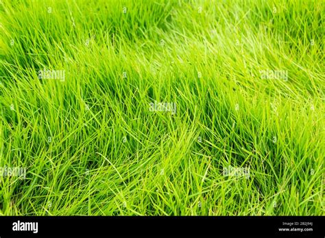 Grann Grass Texture Stock Photo Alamy