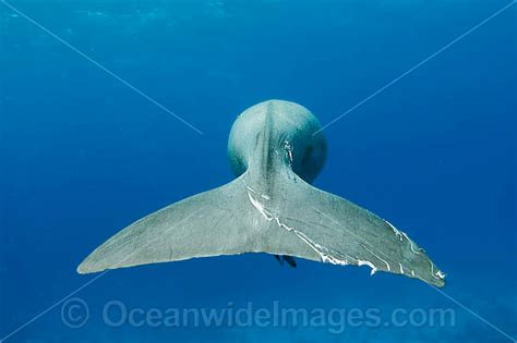 Dugong Tail Fluke Photo Image