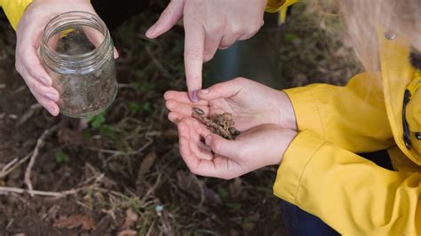 Make A Pitfall Trap Countrylife Blog