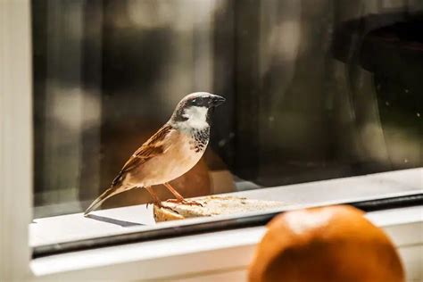 C Mo Evitar Accidentes Con Aves Y Ventanas Loros Y Guacamayos