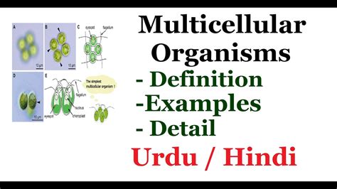 Multicellular Cells Examples