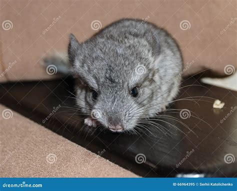 Chinchilla Baby Sitting Stock Image Image Of Furry 66964395