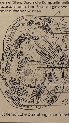 Bio Zell Beschriftung Flashcards Quizlet
