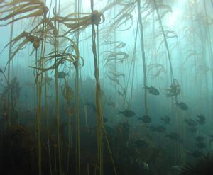 Study Of Kelp Harvesting Finds Bull Kelp More Vulnerable Than Giant Kelp