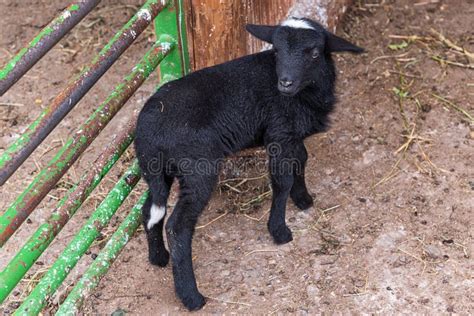 Domestic Animal, Photo of a Black Goat Kid in a Farm Stock Image - Image of hoof, hand: 182707159