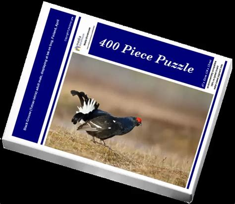 Jigsaw Puzzle Of Black Grouse Tetrao Tetrix Adult Male