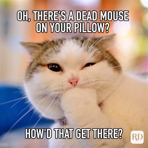 Dead Mouse Cat Meme By A Z Z Memedroid