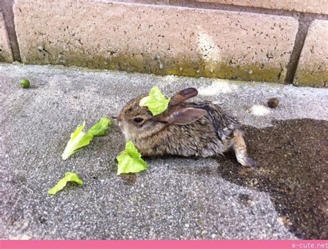 Cute Rabbit Furry Friend Furry Cute