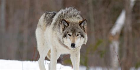 Wisconsin Wolf Hunt on Hold Until at Least Next Year