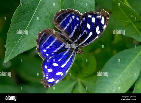 Royal Blue Butterfly Butterfly Garden Middleton Common Farm