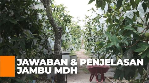 Cara Budidaya Jambu Madu Deli Penjelasan Dan Pertanyaan Jambu Madu