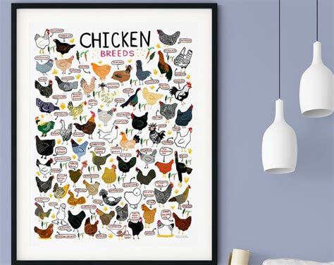 A4 Posters Breeds Of Poultry 2 Different Posters Etsy Chicken Art